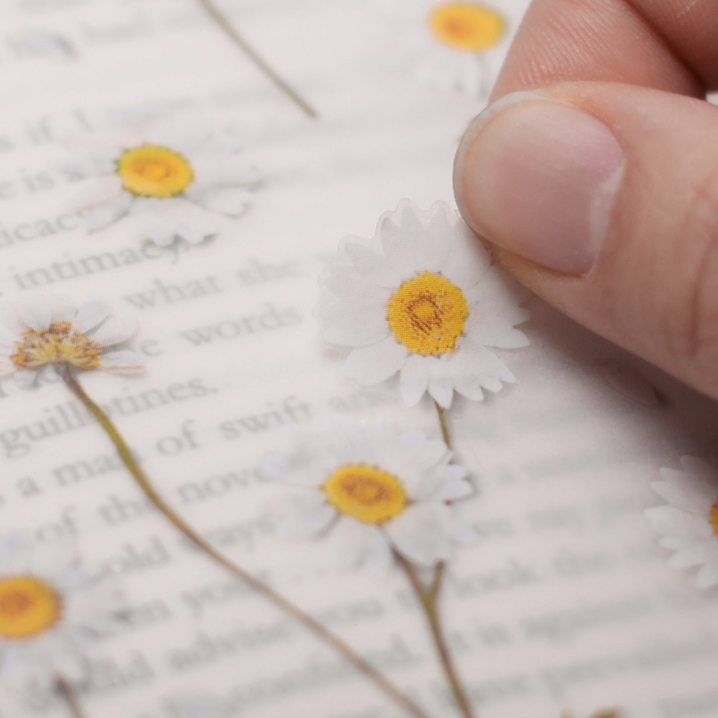 Appree Pressed flower sticker - Marguerite