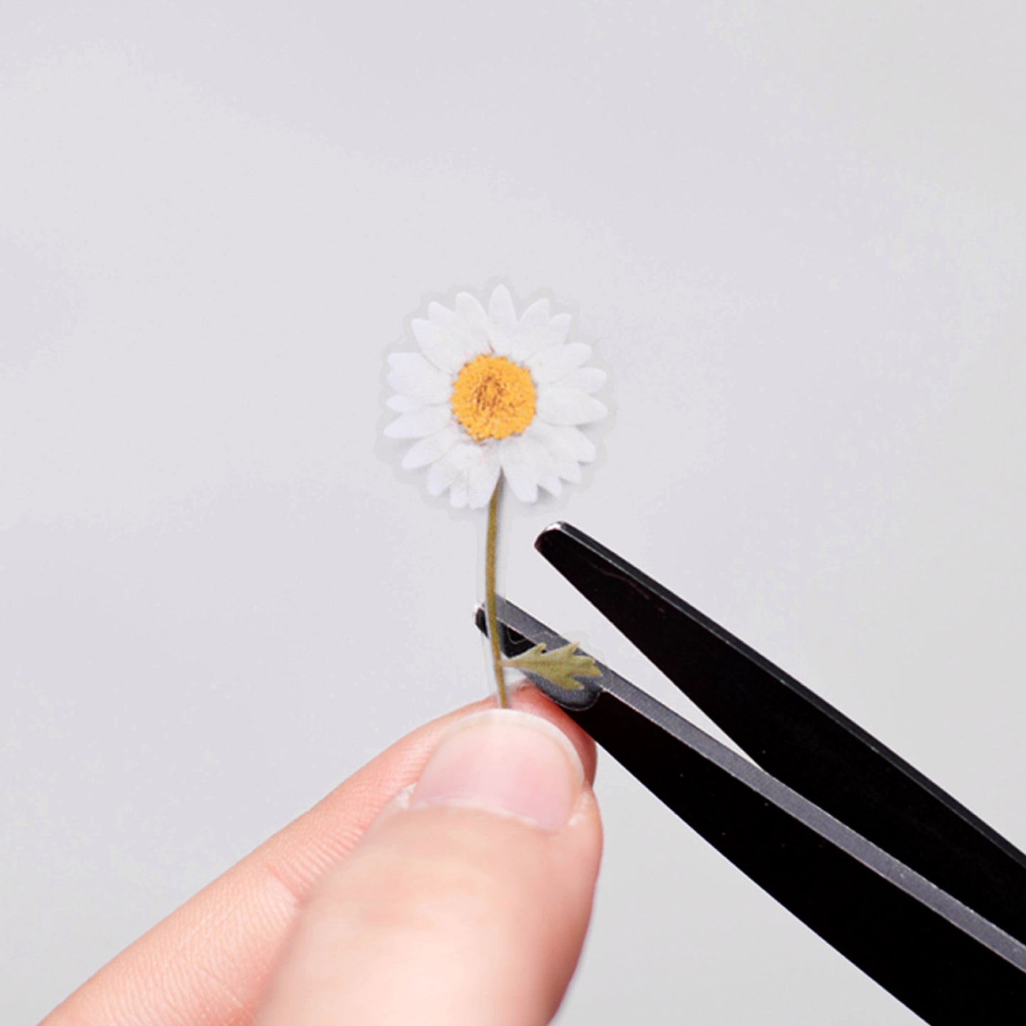 Appree Pressed flower sticker - Marguerite