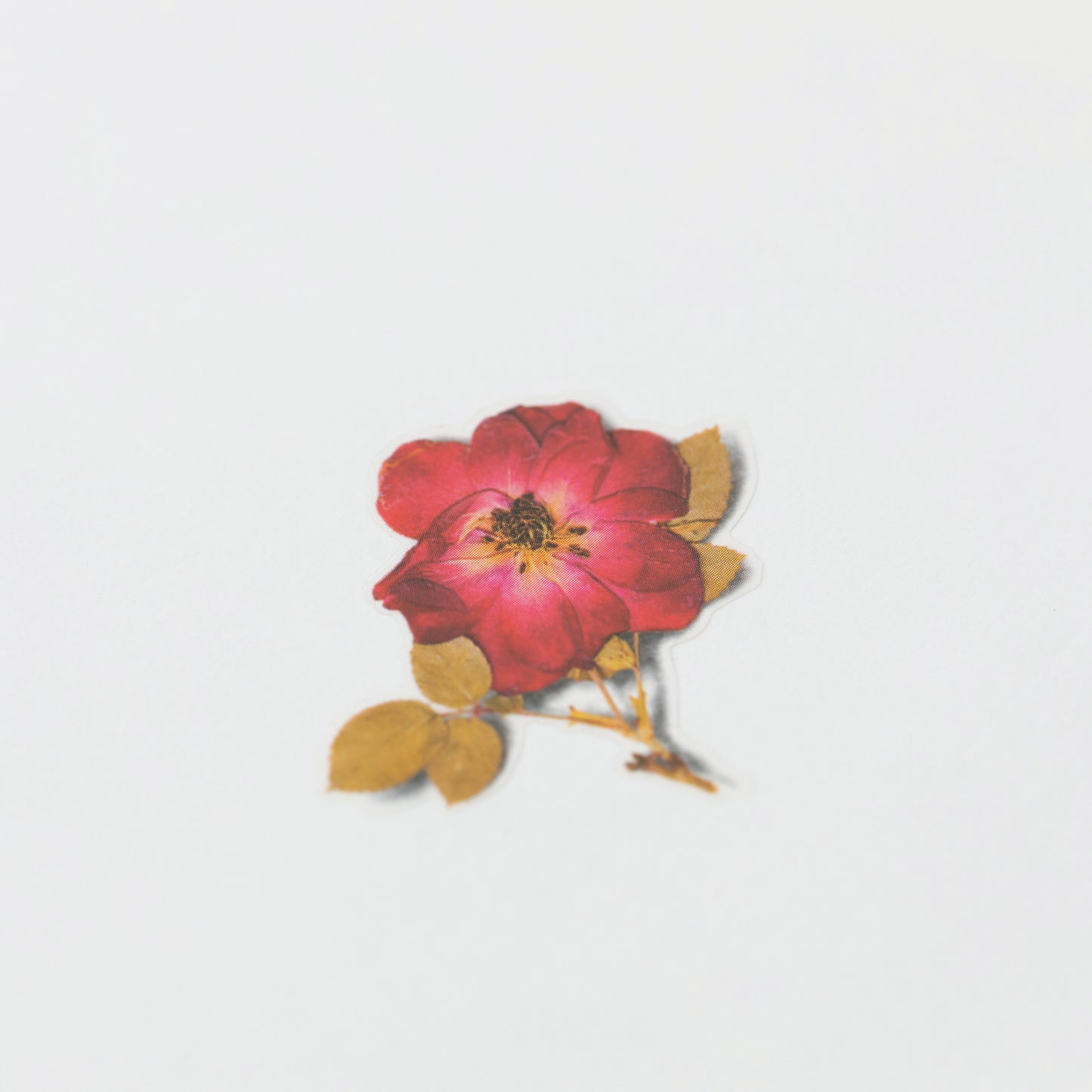 Appree Pressed flower sticker - Mini Rose