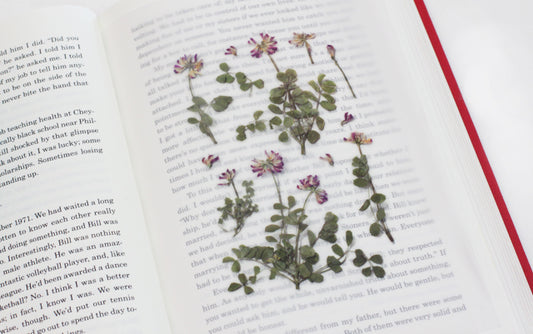 Appree Pressed flower sticker - Astragalus Sinicus