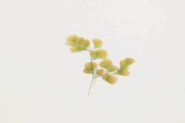 Appree Pressed flower sticker - Adiantum