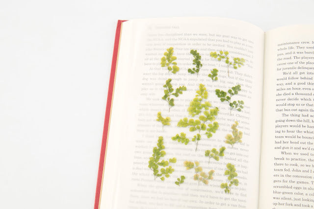 Appree Pressed flower sticker - Adiantum