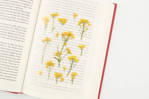 Appree Pressed flower sticker - Rapeseed Flower