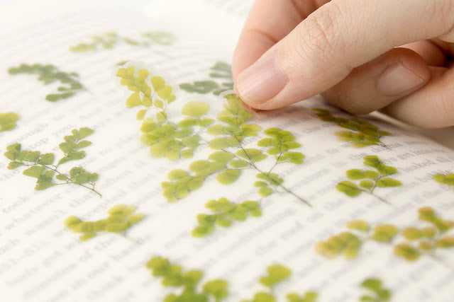Appree Pressed flower sticker - Adiantum