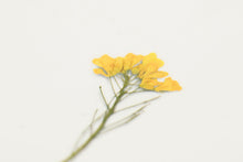 Load image into Gallery viewer, Appree Pressed flower sticker - Rapeseed Flower
