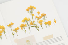 Load image into Gallery viewer, Appree Pressed flower sticker - Rapeseed Flower
