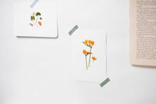 Load image into Gallery viewer, Appree Pressed flower sticker - Freesia
