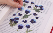 Load image into Gallery viewer, Appree Pressed flower sticker - Pansy
