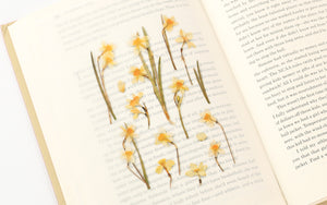 Appree Pressed flower sticker - Narcissus