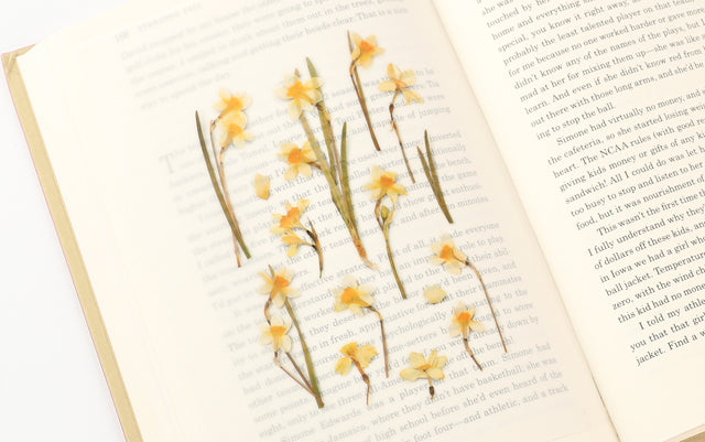 Appree Pressed flower sticker - Narcissus