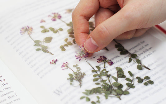 Appree Pressed flower sticker - Astragalus Sinicus