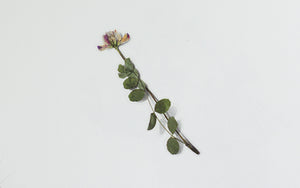 Appree Pressed flower sticker - Astragalus Sinicus