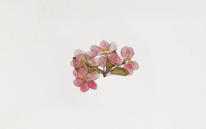 Appree Pressed flower sticker - Apple Blossom