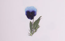 Load image into Gallery viewer, Appree Pressed flower sticker - Pansy
