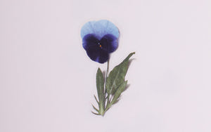 Appree Pressed flower sticker - Pansy