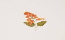 Load image into Gallery viewer, Appree Pressed flower sticker - Salvia
