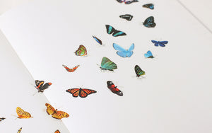 Appree Nature Sticker - Butterfly