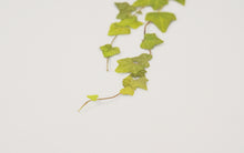 Load image into Gallery viewer, Appree Pressed flower sticker - Ivy
