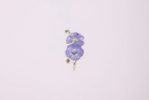 Appree Pressed flower sticker - Flax