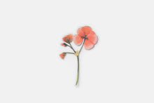 Load image into Gallery viewer, Appree Pressed flower sticker - Geranium
