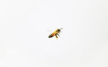 Load image into Gallery viewer, Appree Nature Sticker - Honeybee

