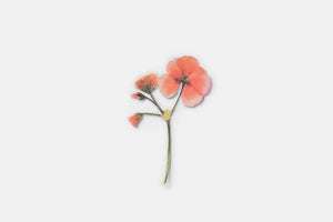 Appree Pressed flower sticker - Geranium