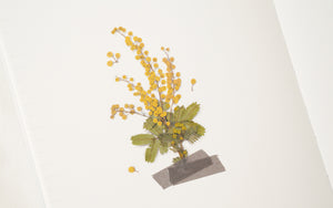 Appree Pressed flower sticker - Mimosa
