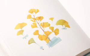 Appree Pressed flower sticker - Ginkgo