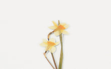 Load image into Gallery viewer, Appree Pressed flower sticker - Narcissus
