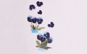 Appree Pressed flower sticker - Pansy