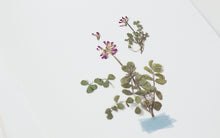 Load image into Gallery viewer, Appree Pressed flower sticker - Astragalus Sinicus
