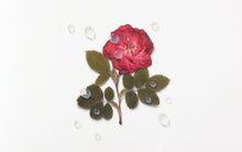 Load image into Gallery viewer, Appree Nature Sticker - Water Drop

