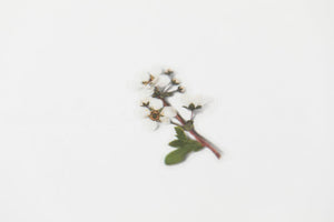 Appree Pressed flower sticker - Bridal Wreath