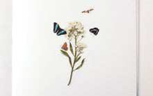 Load image into Gallery viewer, Appree Nature Sticker - Butterfly
