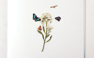 Appree Nature Sticker - Butterfly