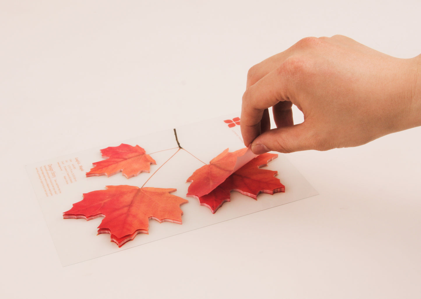 Appree Sticky Leaf Maple