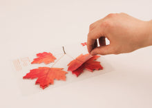 Load image into Gallery viewer, Appree Sticky Leaf Maple
