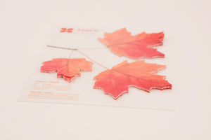 Appree Sticky Leaf Maple