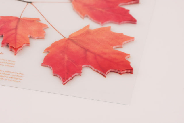 Appree Sticky Leaf Maple