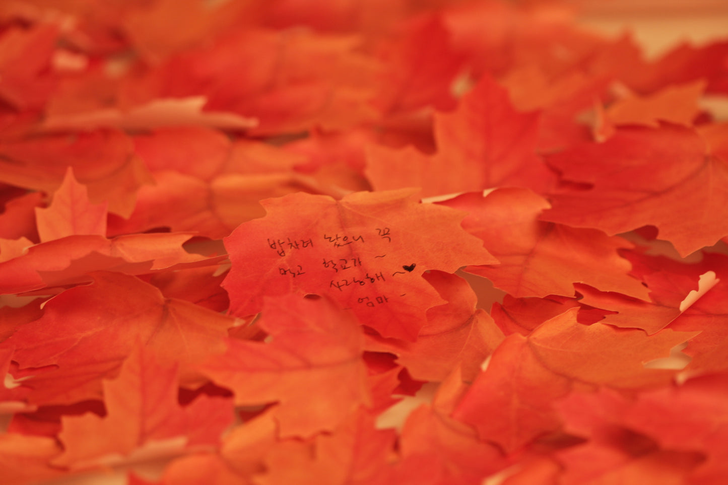 Appree Sticky Leaf Maple