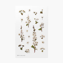 Load image into Gallery viewer, Appree Pressed flower sticker - Bridal Wreath
