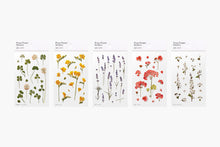 Load image into Gallery viewer, Appree Pressed flower sticker - Freesia
