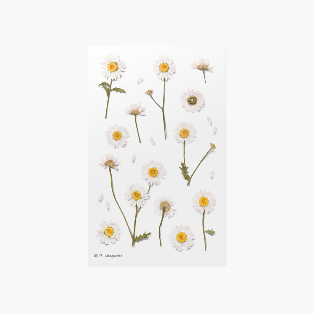Appree Pressed flower sticker - Marguerite