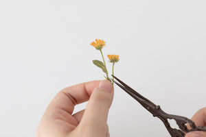 Appree Pressed flower sticker - Calendula