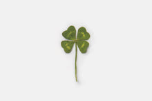 Load image into Gallery viewer, Appree Pressed flower sticker - Four Leaf Clover
