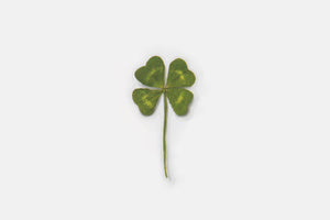 Appree Pressed flower sticker - Four Leaf Clover