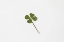 Load image into Gallery viewer, Appree Pressed flower sticker - Four Leaf Clover
