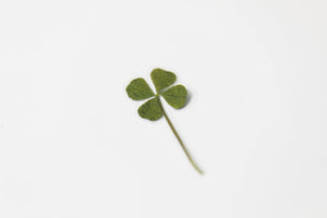 Appree Pressed flower sticker - Four Leaf Clover