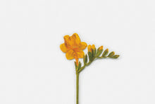 Load image into Gallery viewer, Appree Pressed flower sticker - Freesia
