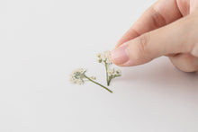 Load image into Gallery viewer, Appree Pressed flower sticker - Sweet Alyssum

